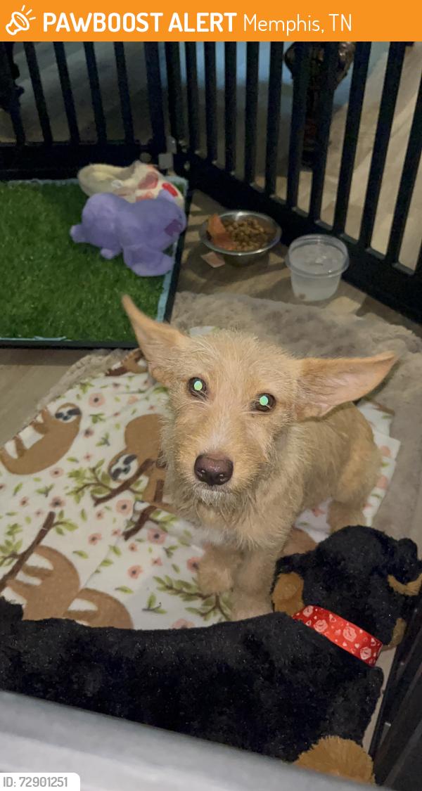 Found/Stray Male Dog last seen Near ramill rd, Memphis, TN 38128