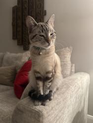 Lost Female Cat last seen Tonaquint , St. George, UT 84770