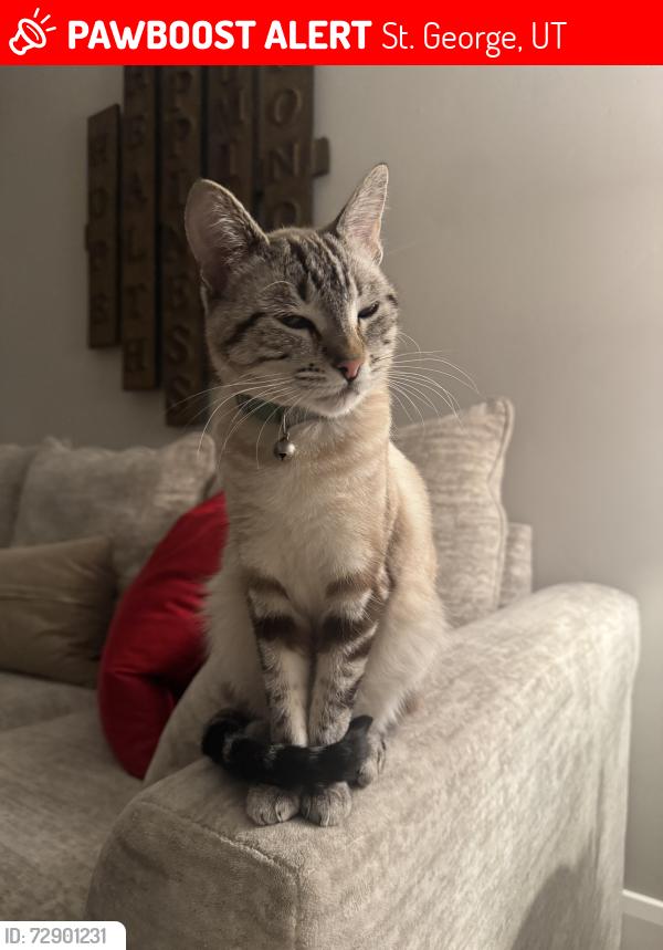 Lost Female Cat last seen Tonaquint , St. George, UT 84770