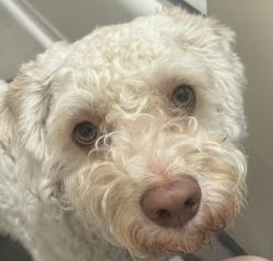 Lost Male Dog last seen Near gale ave, city of industry, CA 91748, City of Industry, CA 91748