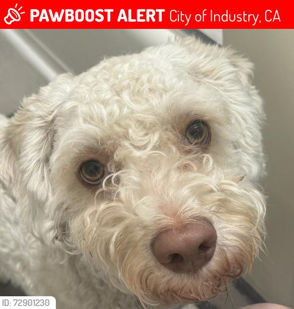 Lost Male Dog last seen Near gale ave, city of industry, CA 91748, City of Industry, CA 91748