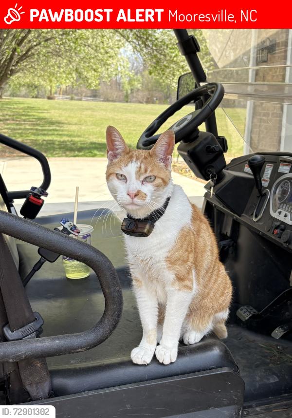 Lost Male Cat last seen Unity Church Road, Mooresville, NC 28115