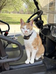 Lost Male Cat last seen Unity Church Road, Mooresville, NC 28115
