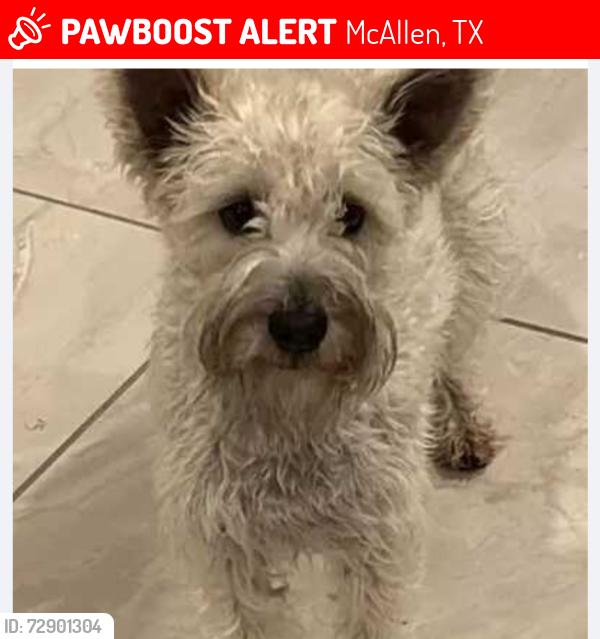 Lost Female Dog last seen Ware Road/ Zenaida Ave , McAllen, TX 78504