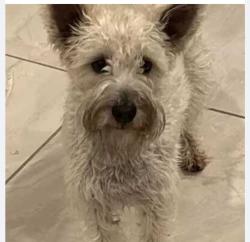 Lost Female Dog last seen Ware Road/ Zenaida Ave , McAllen, TX 78504