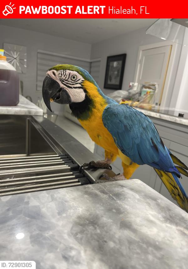 Lost Female Bird last seen Near Palm Ave and E 1st , Hialeah, FL 33013