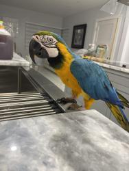 Lost Female Bird last seen Near Palm Ave and E 1st , Hialeah, FL 33013