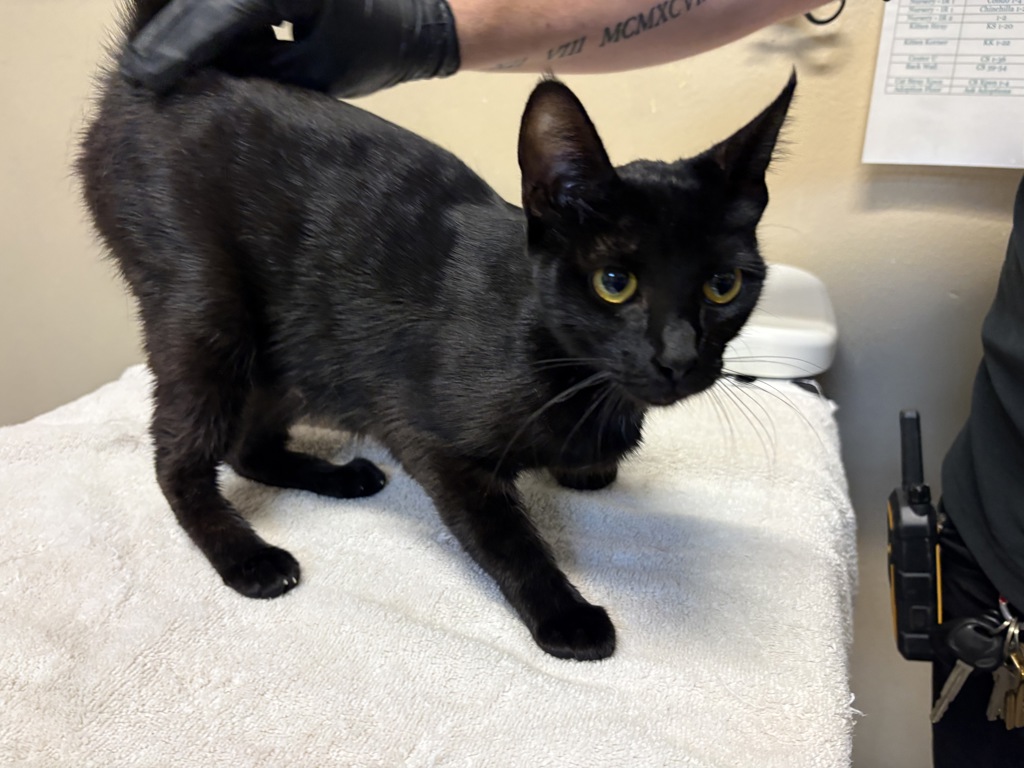 Shelter Stray Female Cat last seen Near Avenida Califa, Oceanside, CA, 92057, Oceanside, CA 92058