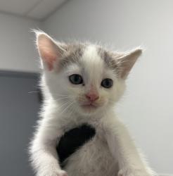 Shelter Stray Male Cat last seen Near Judson Street, San Diego, CA, 92111, San Diego, CA 92110