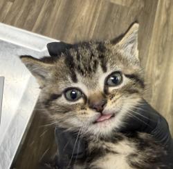 Shelter Stray Female Cat last seen Near Judson Street, San Diego, CA, 92111, San Diego, CA 92110