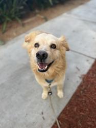 Shelter Stray Male Dog last seen Not Provided., Spring Valley, CA, 91979, San Diego, CA 92110