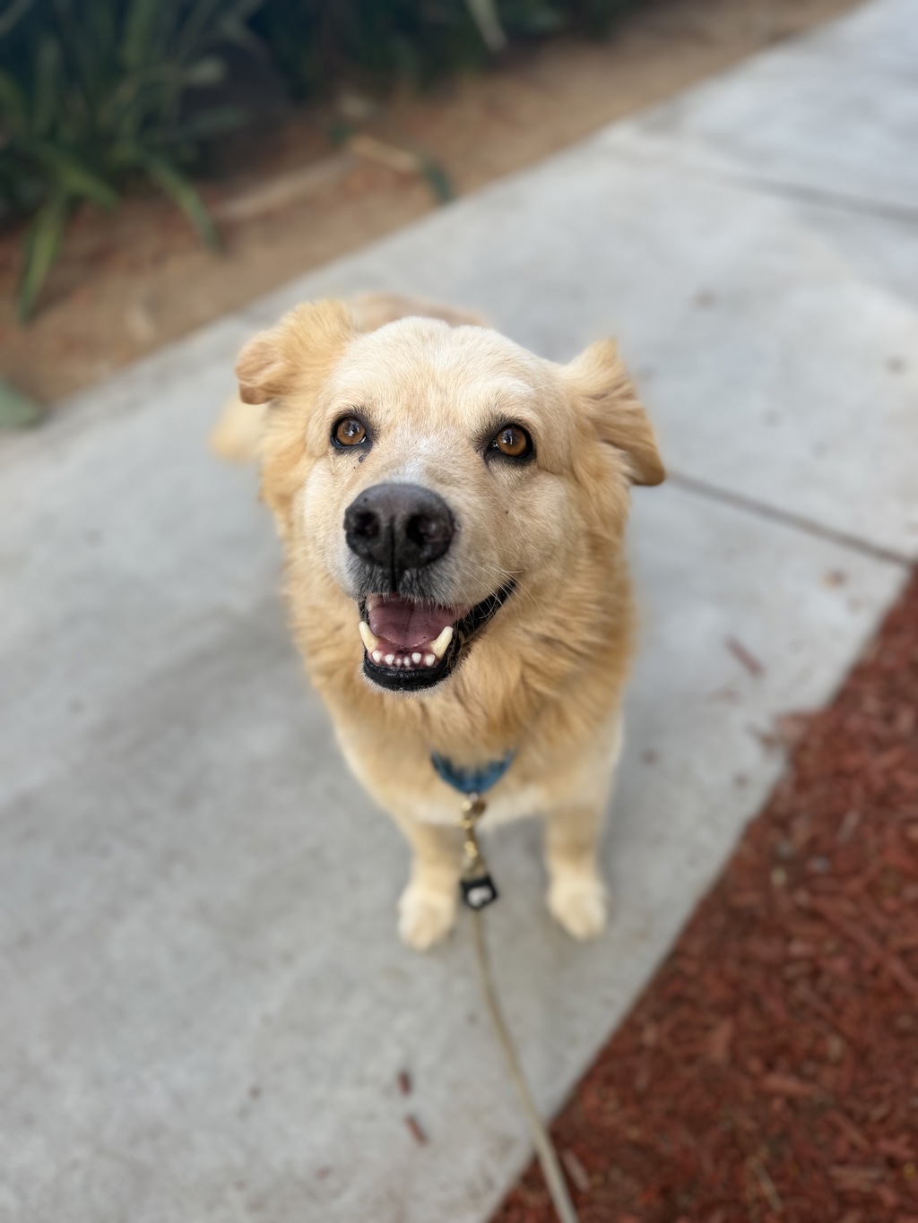 Shelter Stray Male Dog last seen Not Provided., Spring Valley, CA, 91979, San Diego, CA 92110