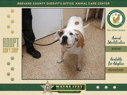 Shelter Stray Male Dog last seen FL, Melbourne, FL 32934