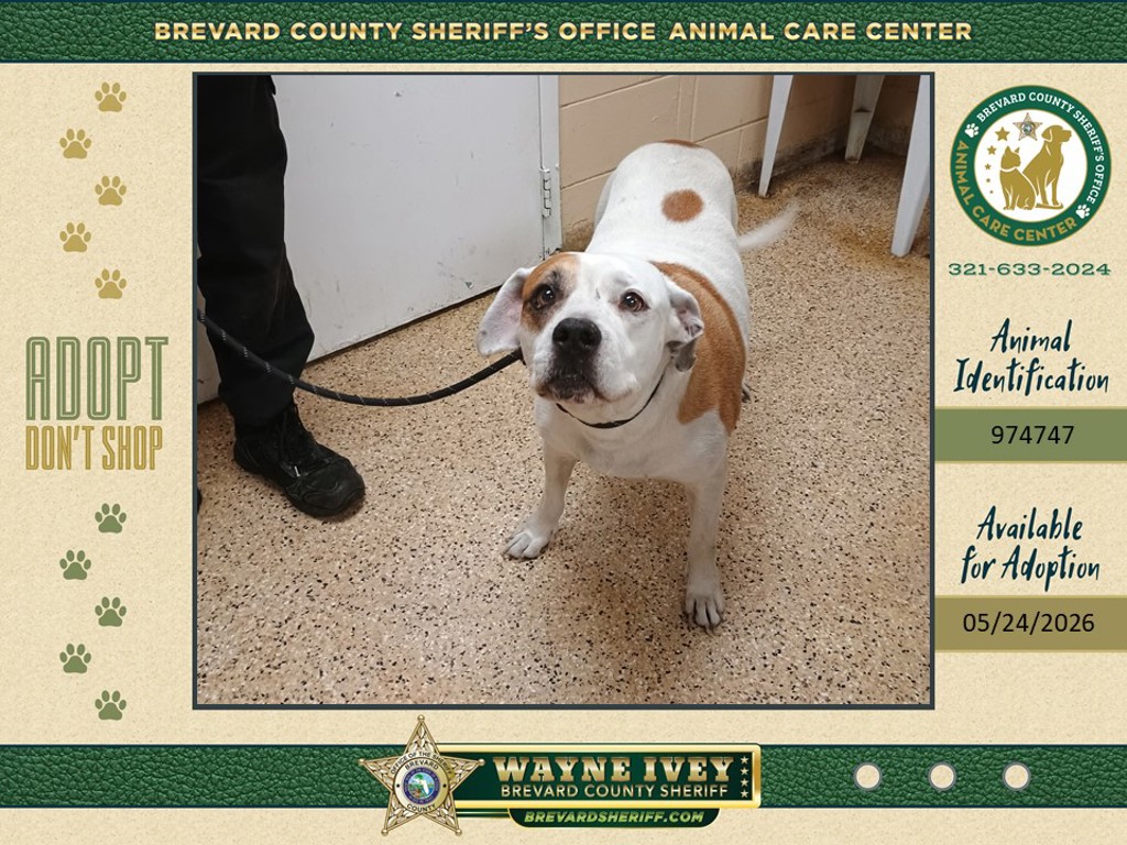 Shelter Stray Male Dog last seen FL, Melbourne, FL 32934