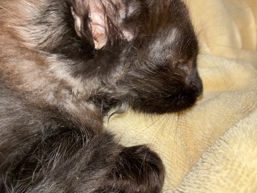 Shelter Stray Female Cat last seen 106th/Stark, OR, Troutdale, OR 97060