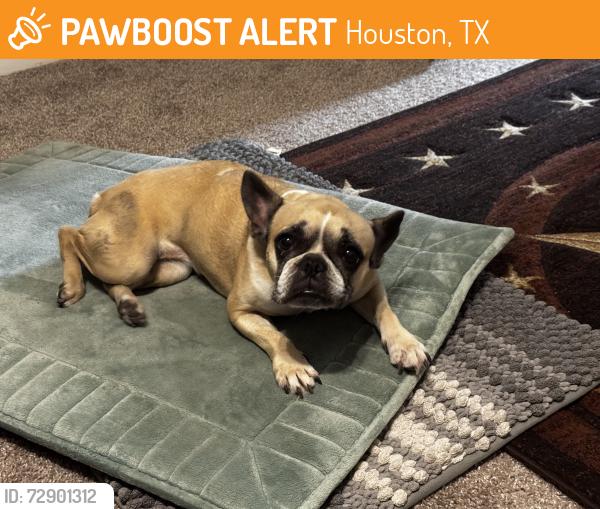 Found/Stray Female Dog last seen Meyer Forest apmts , Houston, TX 77096