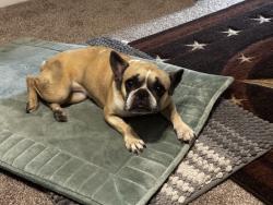 Found/Stray Female Dog last seen Meyer Forest apmts , Houston, TX 77096