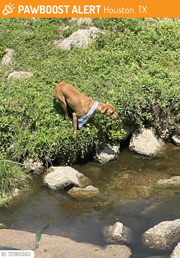 Found/Stray Unknown Dog last seen Hor Creek by Labay Middle School, Houston, TX 77095