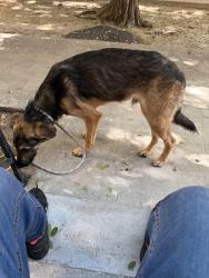 Found/Stray Male Dog last seen Rodger park, Inglewood, CA 90302
