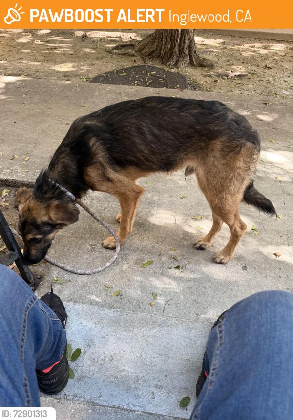 Found/Stray Male Dog last seen Rodger park, Inglewood, CA 90302