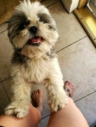 Found/Stray Male Dog last seen PECK AND BROWN AVENUE West Haven, CT, West Haven, CT 06516