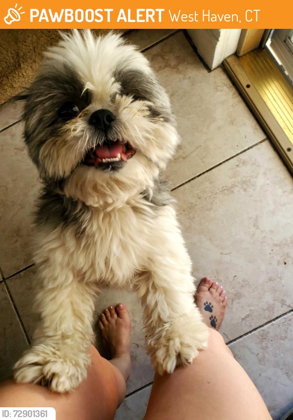 Found/Stray Male Dog last seen PECK AND BROWN AVENUE West Haven, CT, West Haven, CT 06516