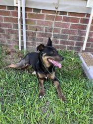 Found/Stray Female Dog last seen Pleasantburg dr, Fayetteville , Fayetteville, NC 28312