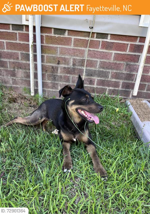 Found/Stray Female Dog last seen Pleasantburg dr, Fayetteville , Fayetteville, NC 28312