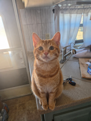Lost Male Cat last seen Idalia and 10th st sw, Rio Rancho, NM 87124