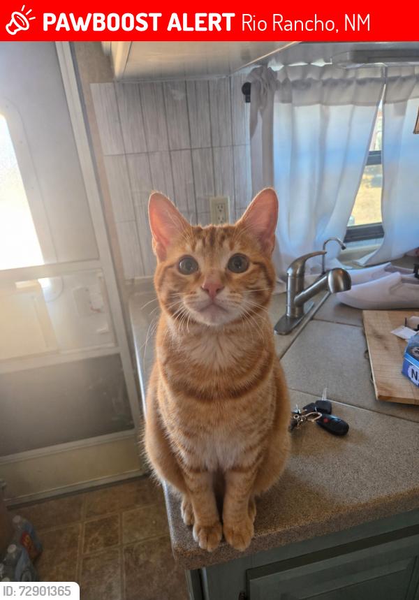 Lost Male Cat last seen Idalia and 10th st sw, Rio Rancho, NM 87124