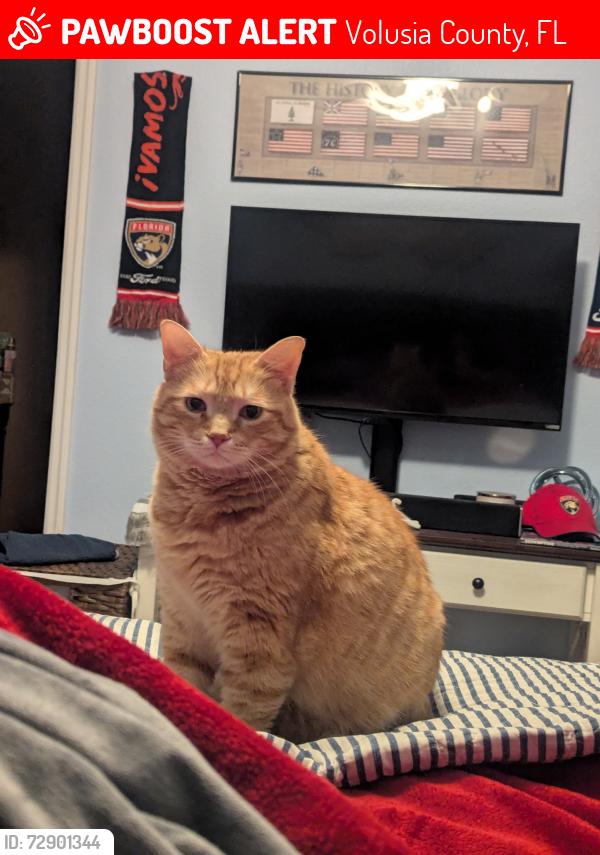 Lost Male Cat last seen Hontoon Rd, Quail Hollow, Red Wing Village, Volusia County, FL 32720
