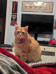 Lost Male Cat last seen Hontoon Rd, Quail Hollow, Red Wing Village , Volusia County, FL 32720