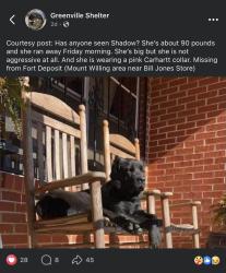 Lost Female Dog last seen Bill Jones store, Fort Deposit, AL 36032