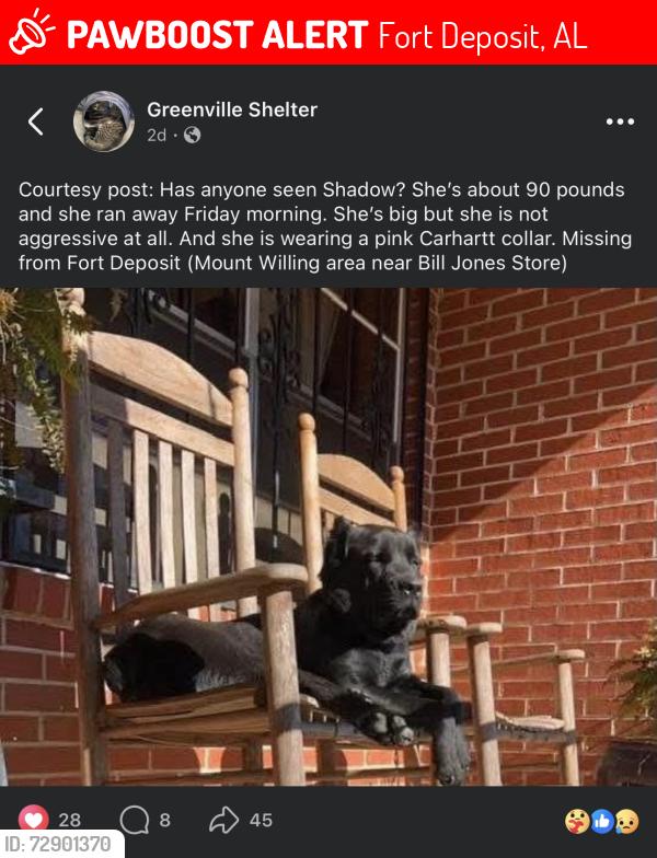 Lost Female Dog last seen Bill Jones store, Fort Deposit, AL 36032