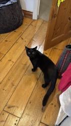 Lost Male Cat last seen Ellbridge close , Bristol City, England BS9