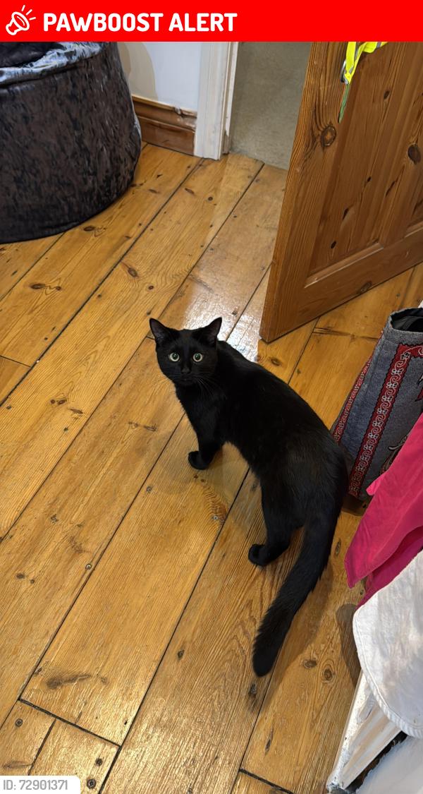 Lost Male Cat last seen Ellbridge close, Bristol City, England BS9