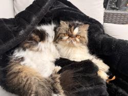 Reunited Female Cat last seen Bodeker and Stefani Drive, Dallas, TX 75225