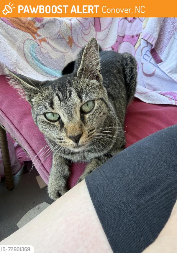 Found/Stray Female Cat last seen County home road and Lee cline, Conover, NC 28613