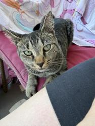 Found/Stray Female Cat last seen County home road and Lee cline, Conover, NC 28613