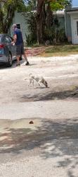Found/Stray Unknown Dog last seen Katherine & Jackson st, Fort Myers, FL 33901