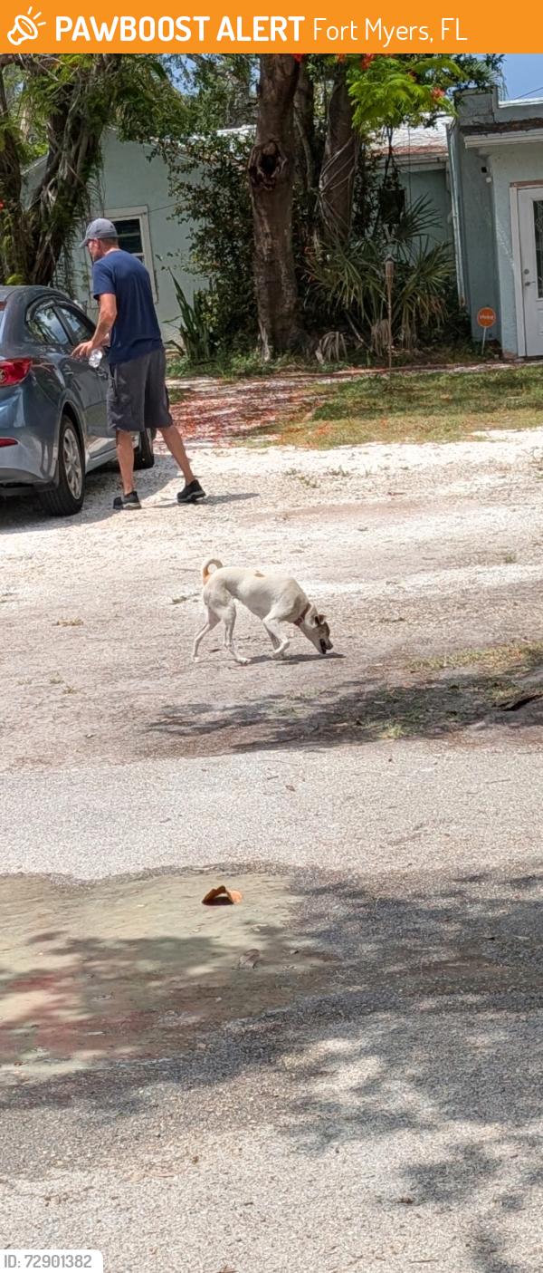 Found/Stray Unknown Dog last seen Katherine & Jackson st, Fort Myers, FL 33901