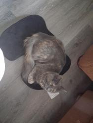 Lost Female Cat last seen Parkside dr, San Bernardino, CA 92404