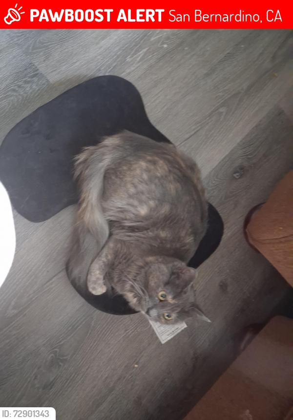 Lost Female Cat last seen Parkside dr, San Bernardino, CA 92404