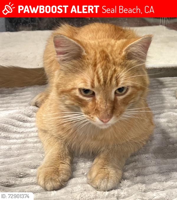 Lost Male Cat last seen Near Riversea Road Seal Beach, CA, Seal Beach, CA 90803