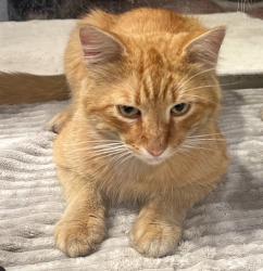 Lost Male Cat last seen Near Riversea Road Seal Beach, CA, Seal Beach, CA 90803