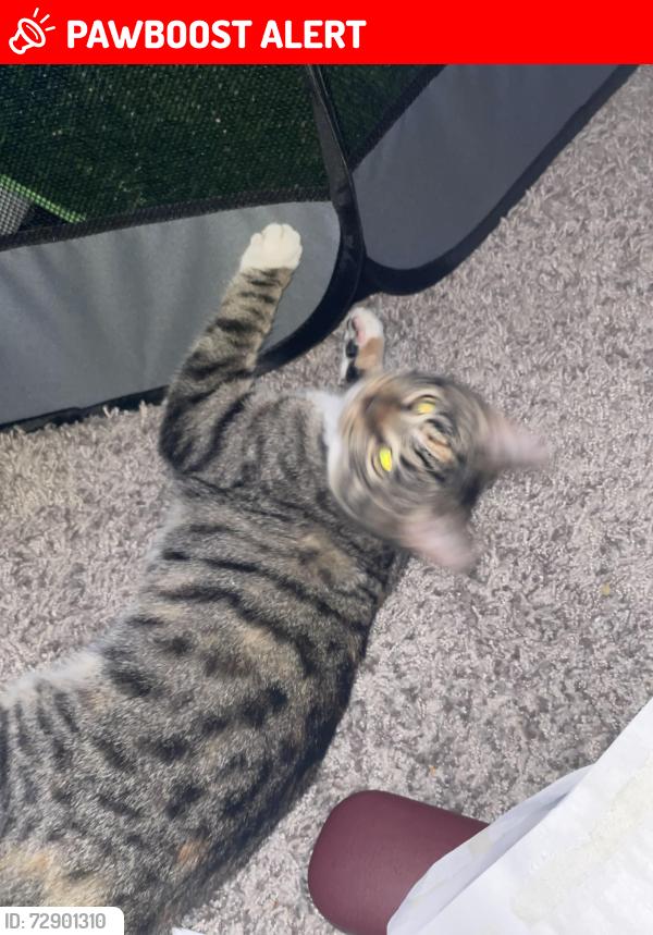 Lost Female Cat last seen Lumberton apmts #1405, Lumberton Township, NJ 08048