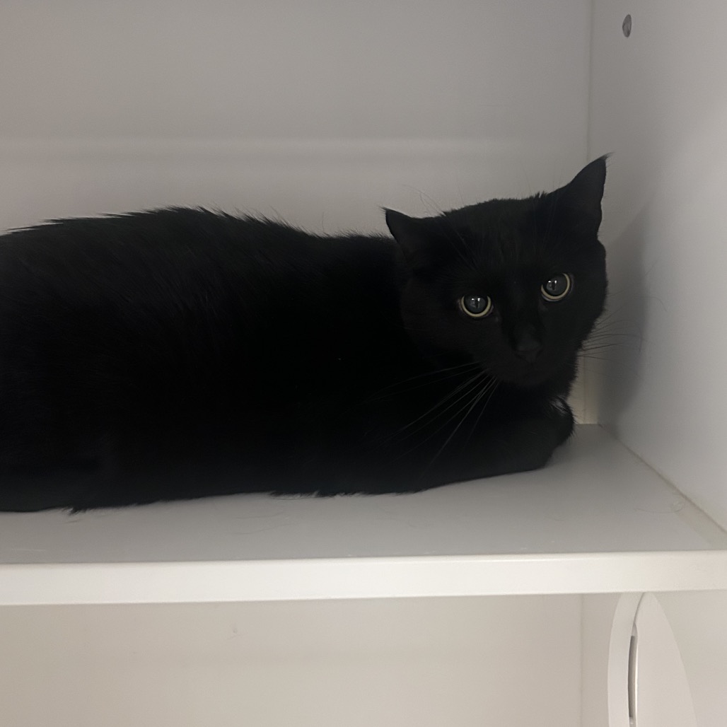 Shelter Stray Male Cat last seen , Philadelphia, PA 19140