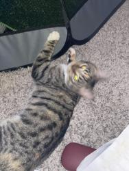 Lost Female Cat last seen Lumberton apmts #1405, Lumberton Township, NJ 08048