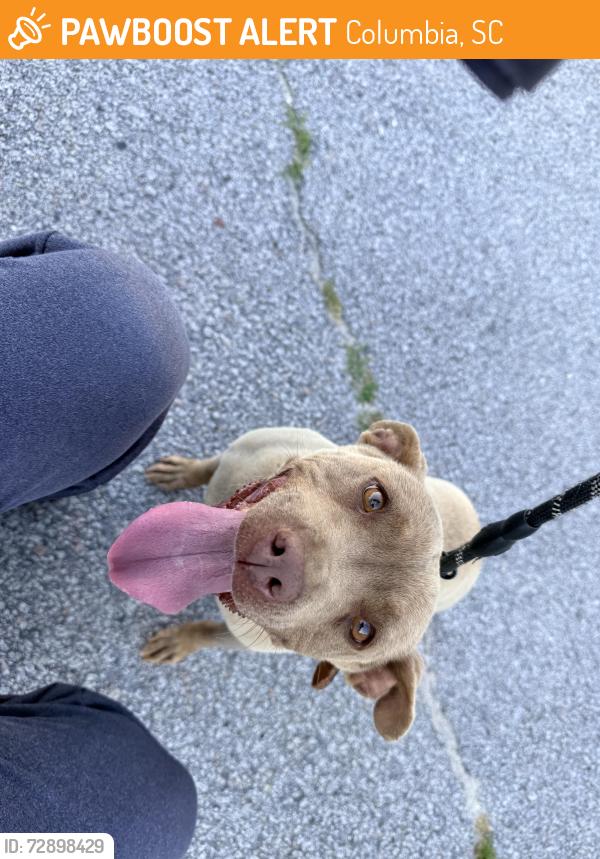 Found/Stray Female Dog last seen In the Summit area by Abrlington, Columbia, SC 29229