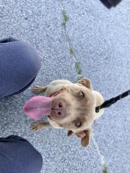Found/Stray Female Dog last seen In the Summit area by Abrlington, Columbia, SC 29229